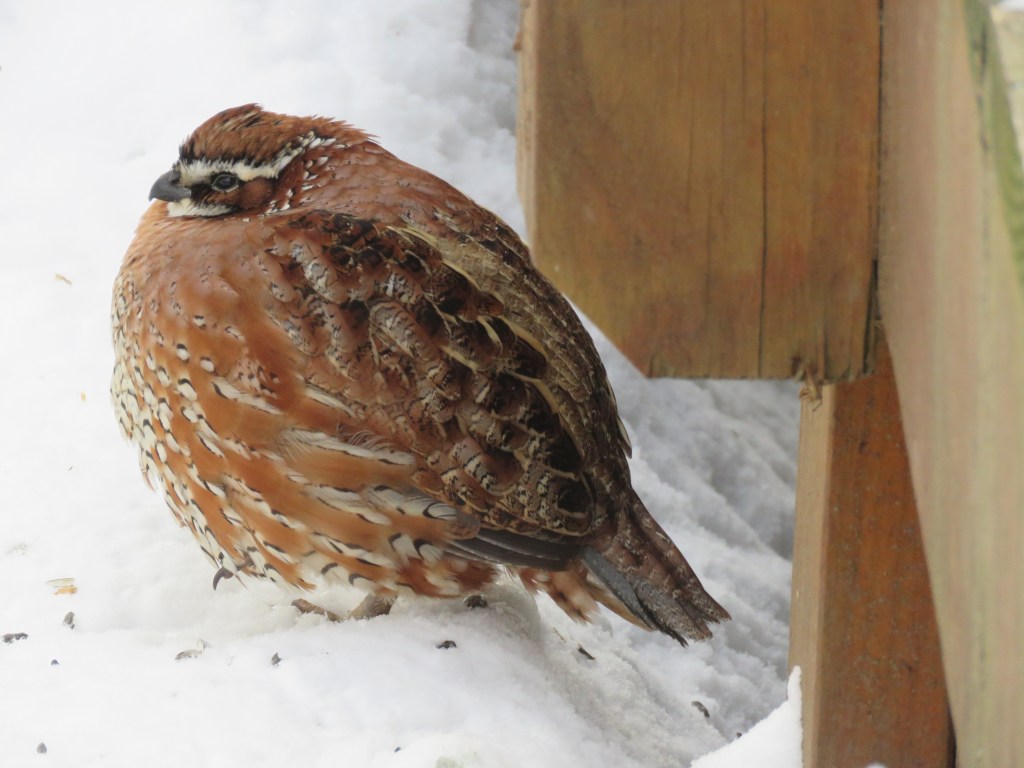 Bird of the Week: Northern&nbsp;Bobwhite
